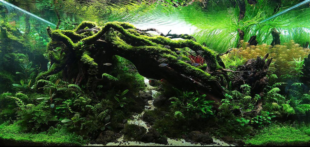 aquascaping-styles-nature-aquarium-creating-shadow-4