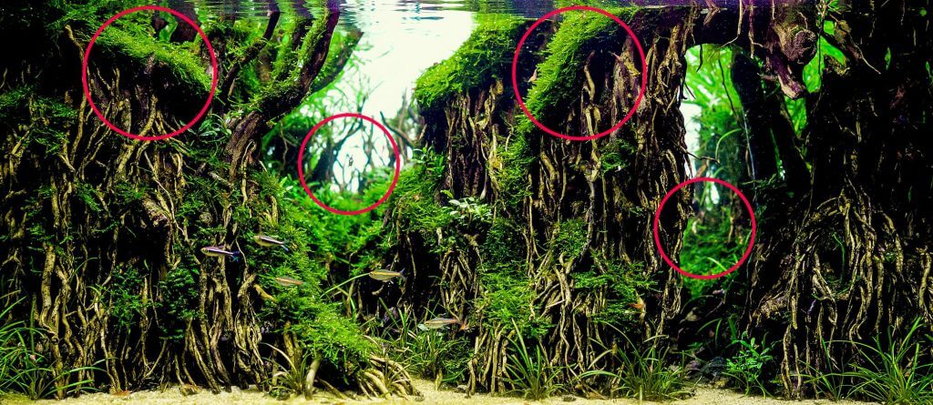aquascaping-styles-nature-aquarium-focal-points