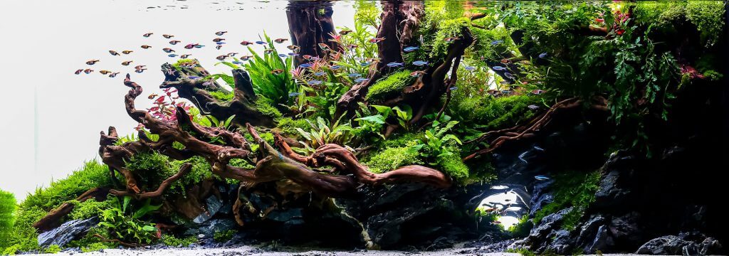 aquascaping-styles-nature-aquarium-theme-island