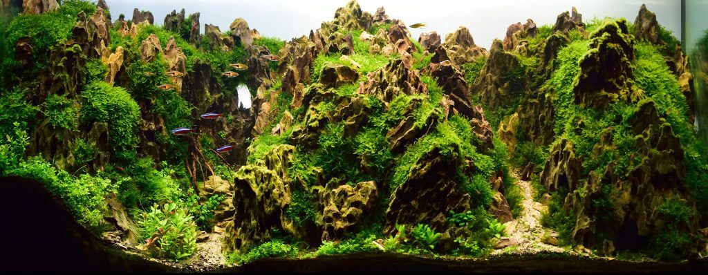 aquascaping-styles-nature-aquarium-theme-mountains