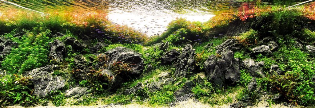 aquascaping-styles-nature-aquarium-theme-valleys