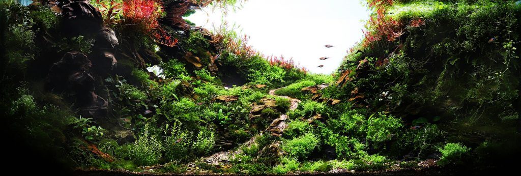 aquascaping-styles-nature-aquarium-unity-integration