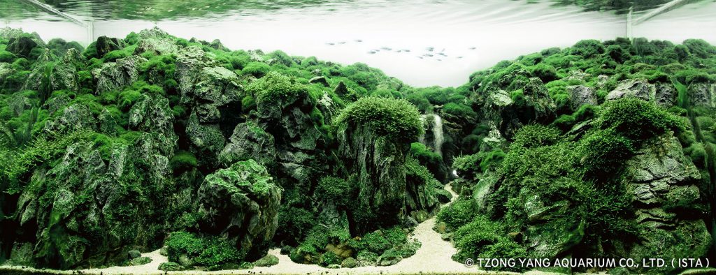 aquatic-moss-aquascaping-5