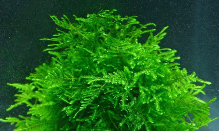 aquatic-moss-guide-aquascaping