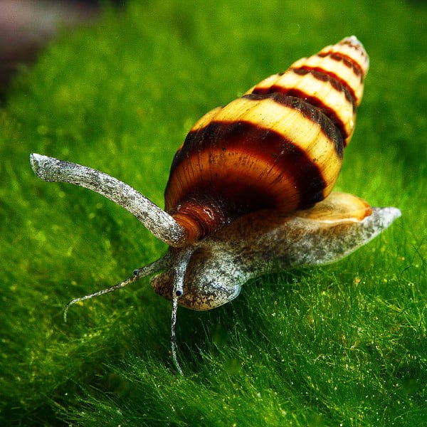 Assassin snail (Clea helena) Assassin snail (Clea helena)