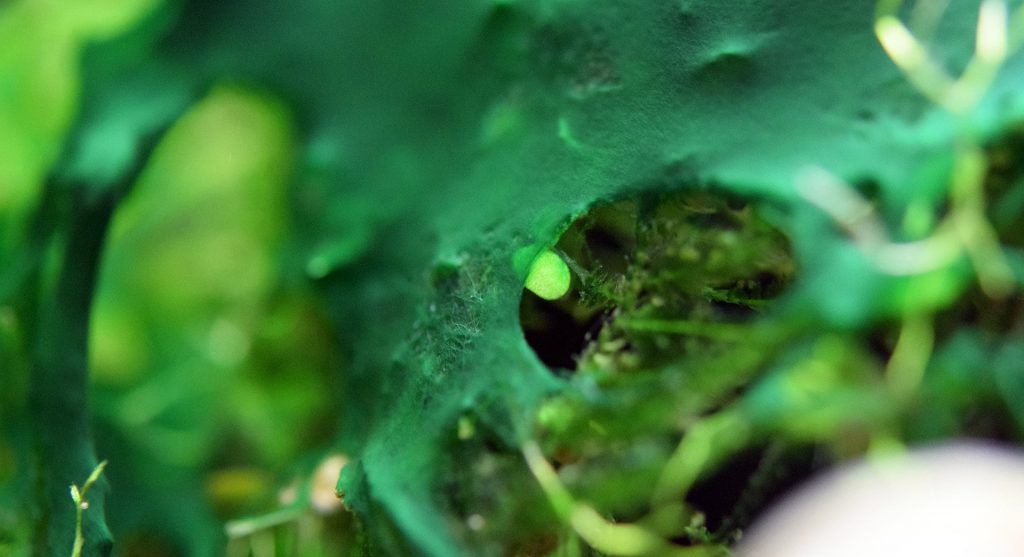 blue-green-aquarium-algae-alt