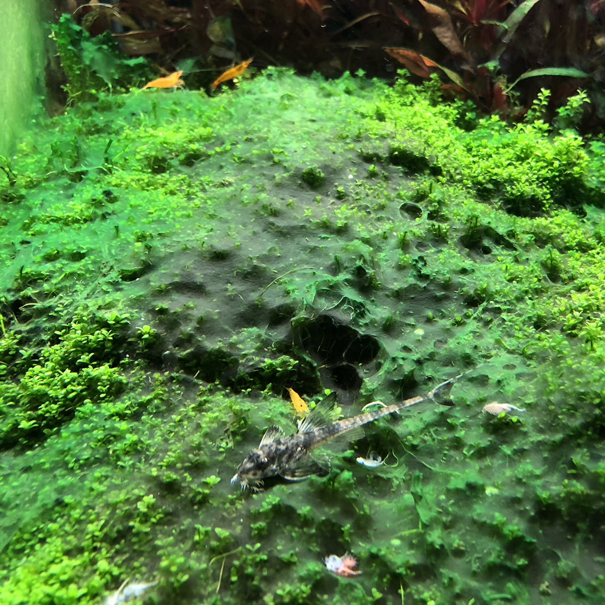 Blue-Green Aquarium Algae