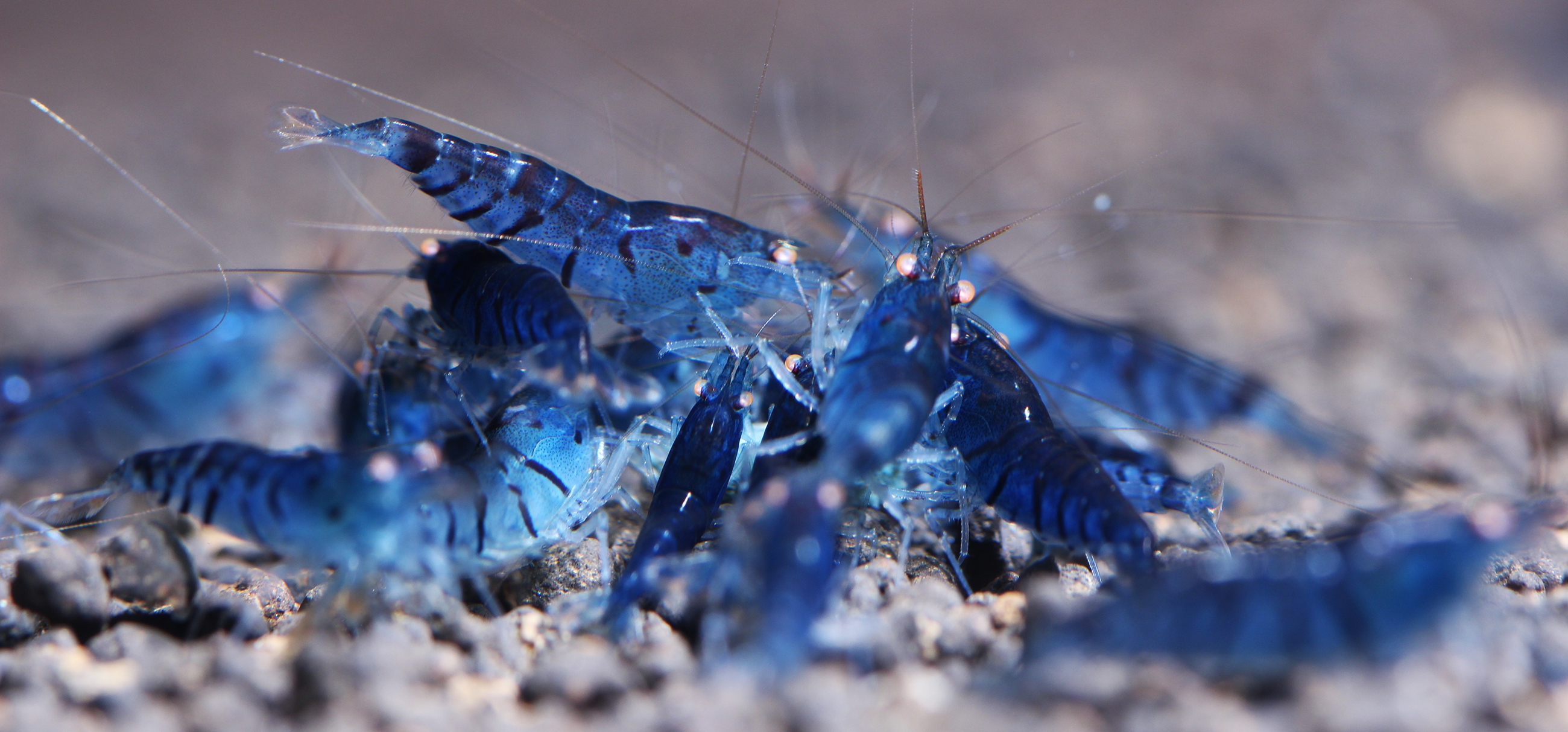 A group of Blue Tiger shrimp feeding. A group of Blue Tiger shrimp feeding.