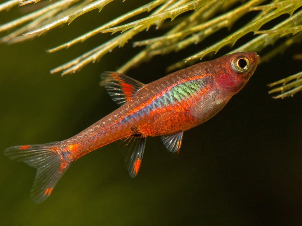boraras-brigittae-mosquito-rasbora-1