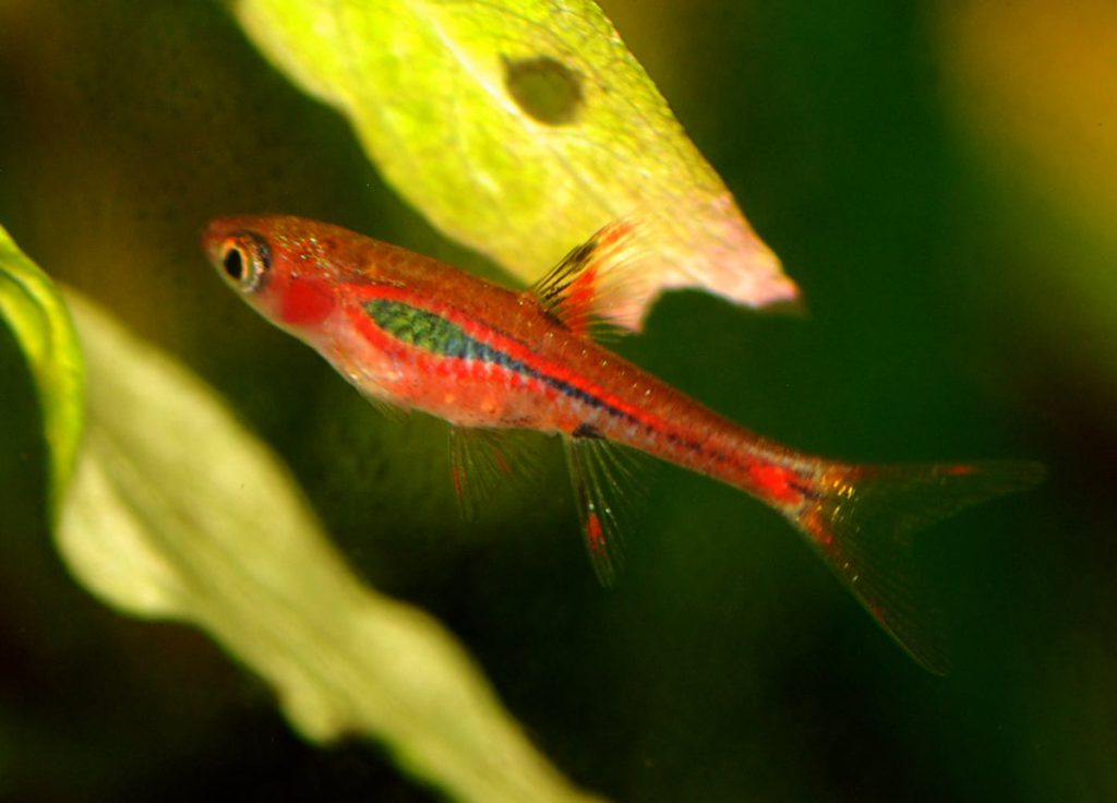 boraras-brigittae-mosquito-rasbora-2