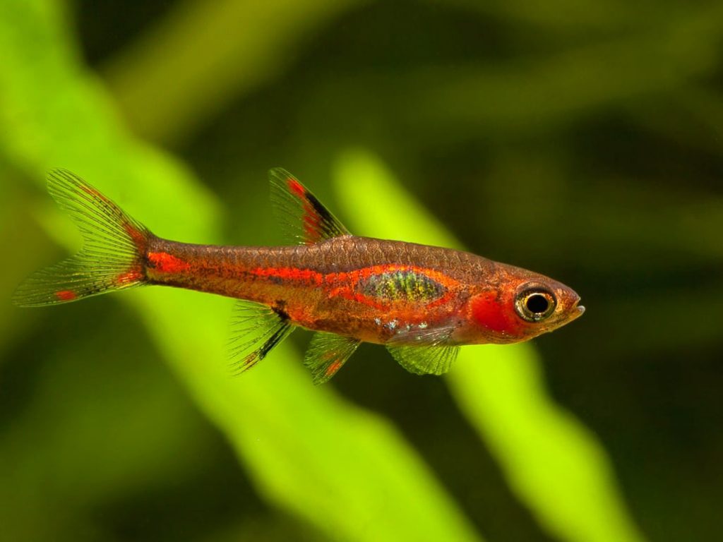 boraras-brigittae-mosquito-rasbora-3