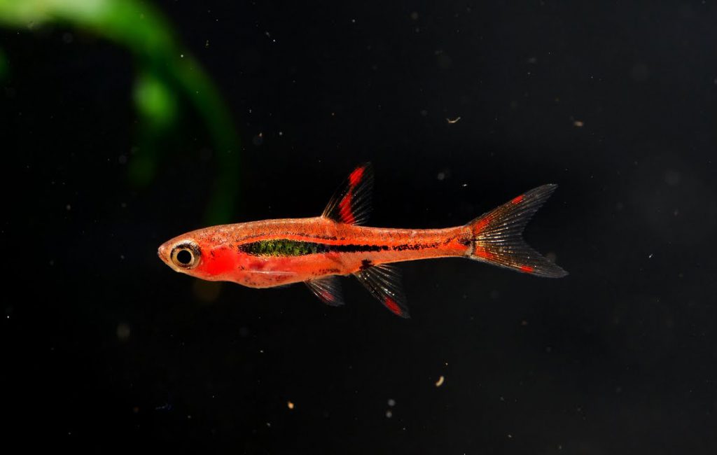 boraras-brigittae-mosquito-rasbora-4
