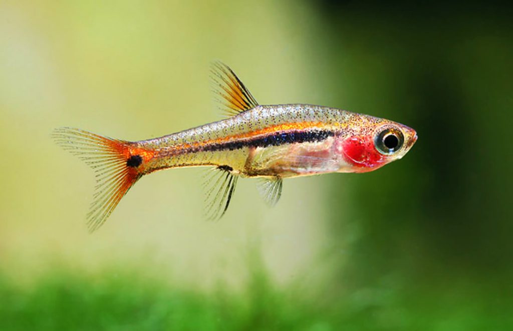 Boraras-uropthalmoides-5-least-rasbora
