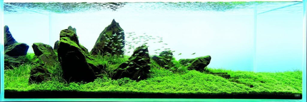 aquascaping iwagumi contrast in size