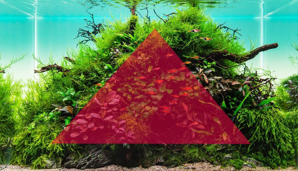 convex-shape-aquascaping