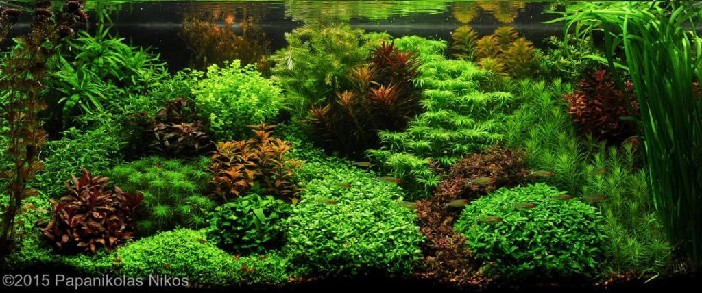 The Dutch Aquarium - Aquascaping Styles