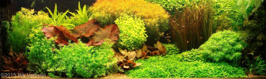 The Dutch Aquarium - Aquascaping Styles