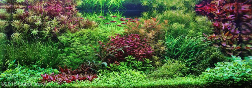 The Dutch Aquarium - Aquascaping Styles