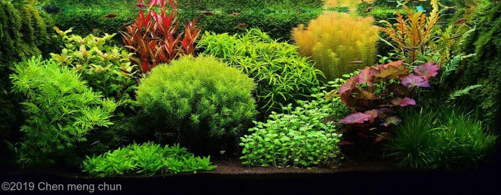 dutch-aquarium-aquascaping
