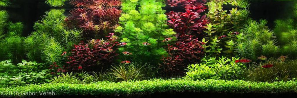 dutch-aquascape-contrast Aquascaping Tips