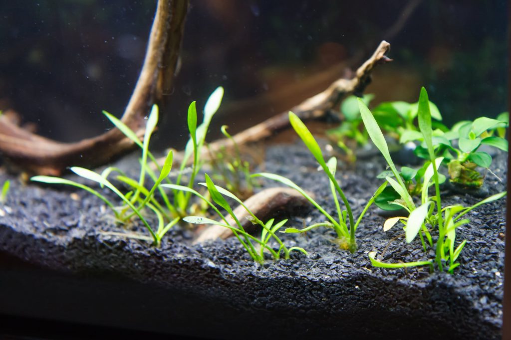 fluorite-aquarium-substrate