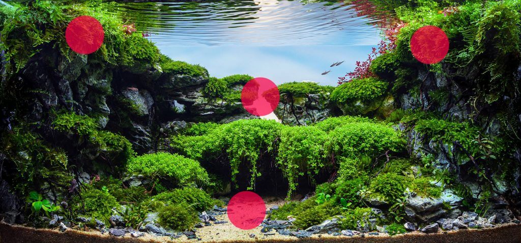 focal-points-in-aquascaping