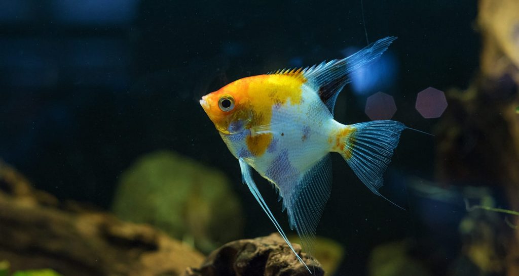 Freshwater Angelfish - Pterophyllum scalare - aquascaping
