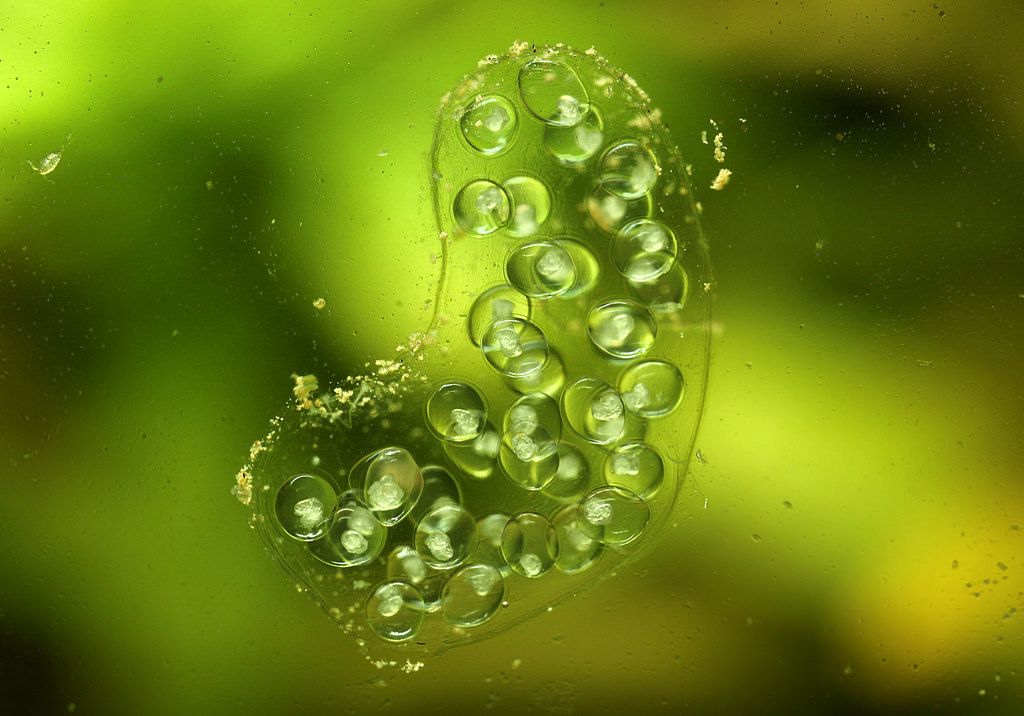 Freshwater aquarium snail eggs on glass. Freshwater snail eggs on aquarium glass.