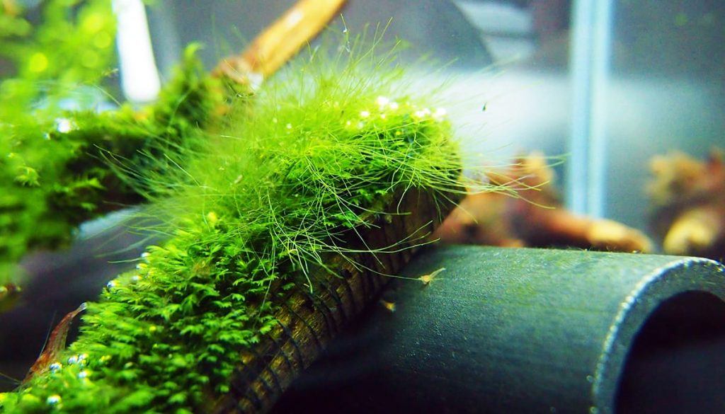 Green hair aquarium algae.
