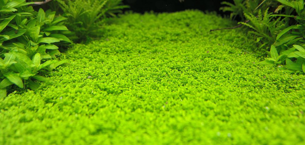hemiantus-callitrichoides-hc-cuba-aquascaping
