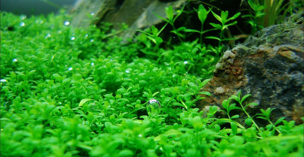 hemiantus-callitrichoides-hc-cuba-aquascaping