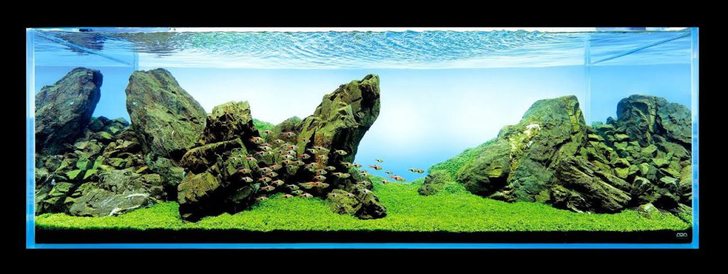 hemiantus-callitrichoides-hc-cuba-aquascaping