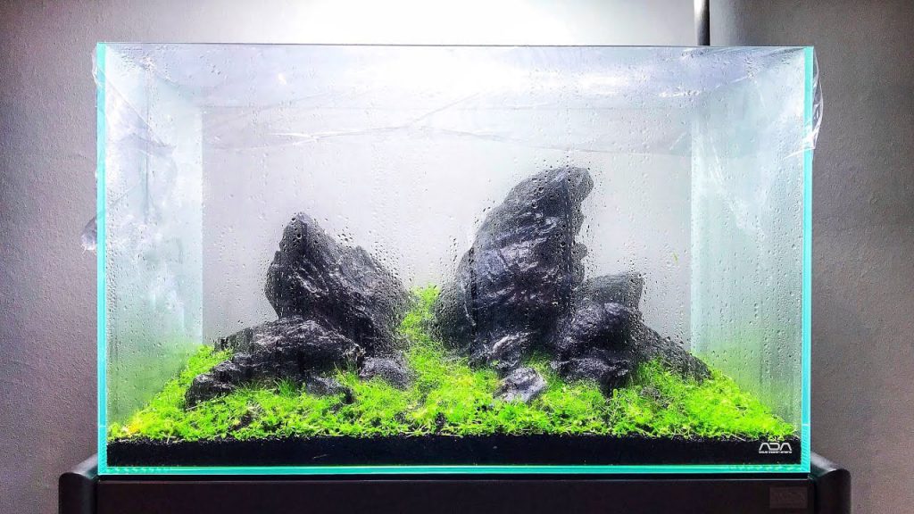 iwagumi-aquarium-dry-start-method-aquascaping