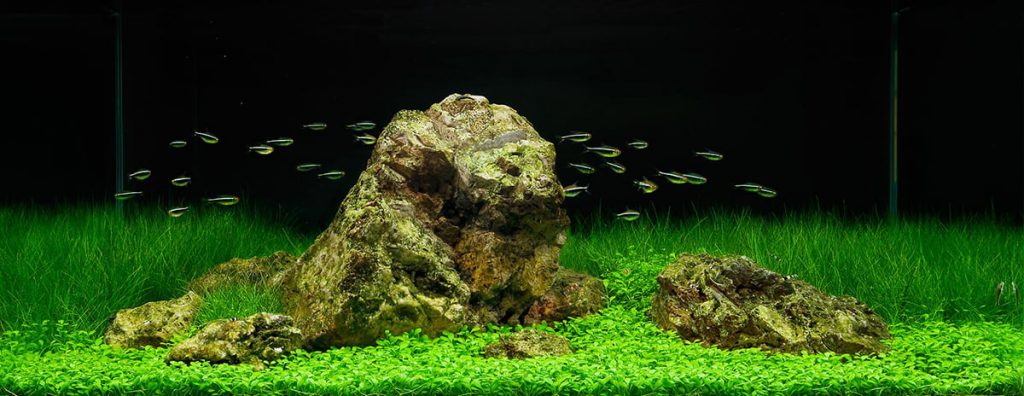 Iwagumi Aquascape - Aquascaping Styles
