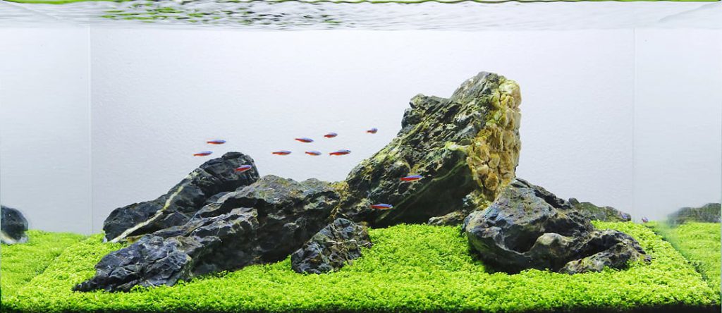 Iwagumi Aquascape - Aquascaping Styles