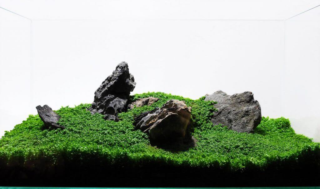 iwagumi aquascaping style