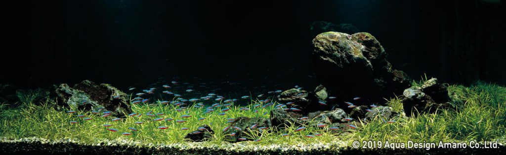 iwagumi-aquascape-takashi-amano