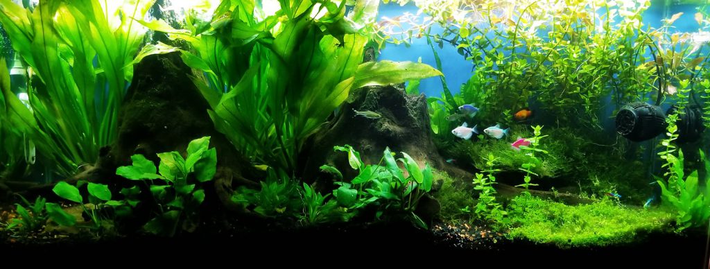 The Jungle Style Planted Tank