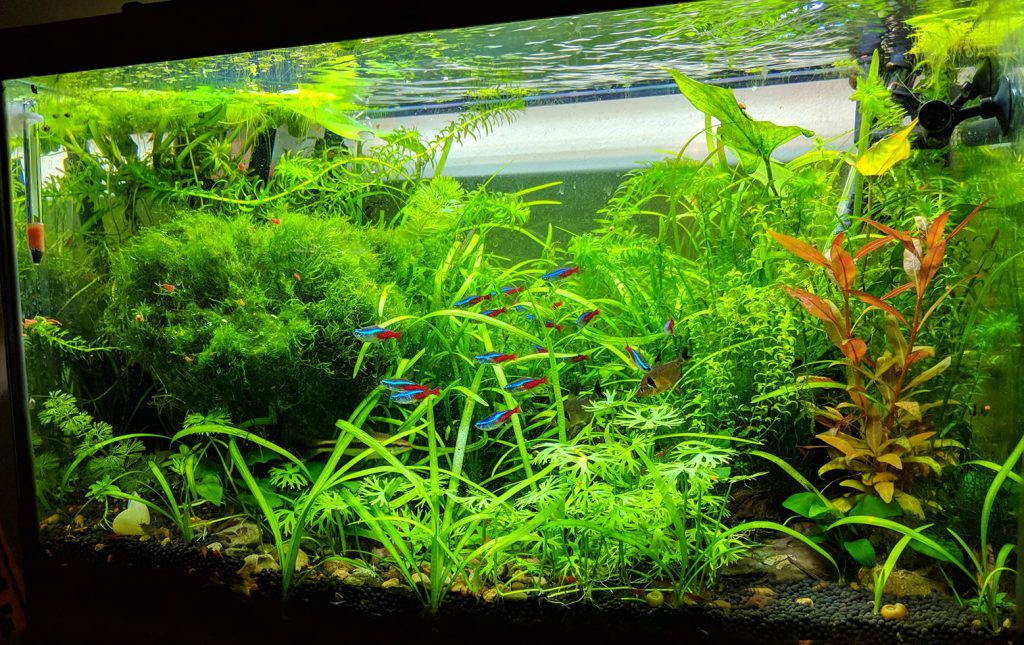 The Jungle Style Planted Tank