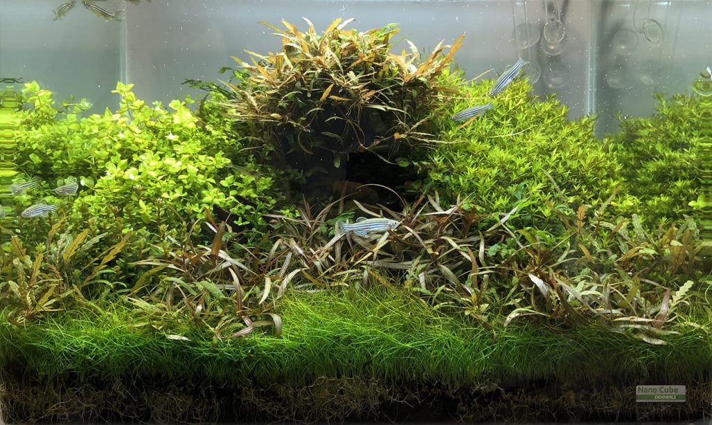 jurijs-aquascaping-interview-1
