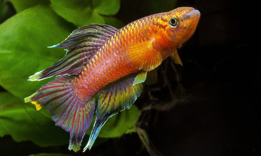 hromaphyosemion poliaki Bolifamba, a killifish that bury its eggs.