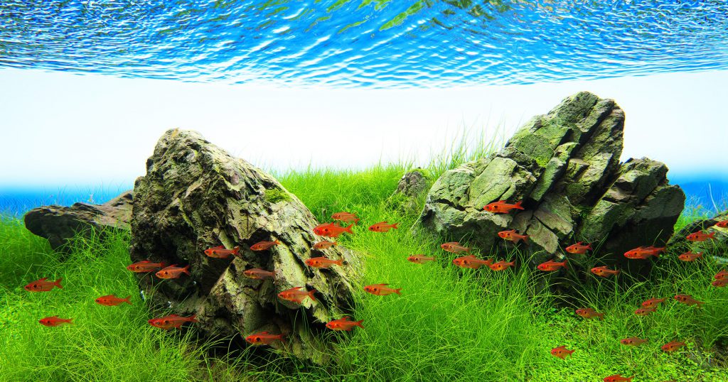 manten-stones-aquascaping-rocks-iwagumi
