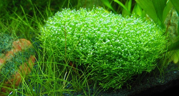 most-used-aquarium-plants-aquascaping-riccia