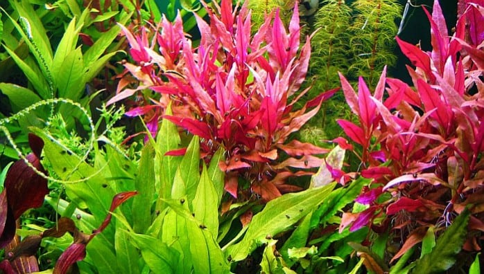most-used-aquarium-plants-aquascaping-alternanthera
