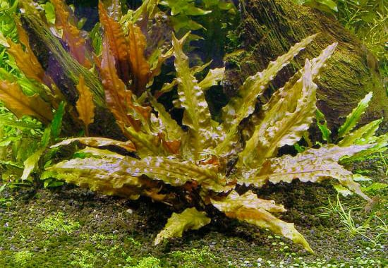 most-used-aquarium-plants-aquascaping-cryptocoryne