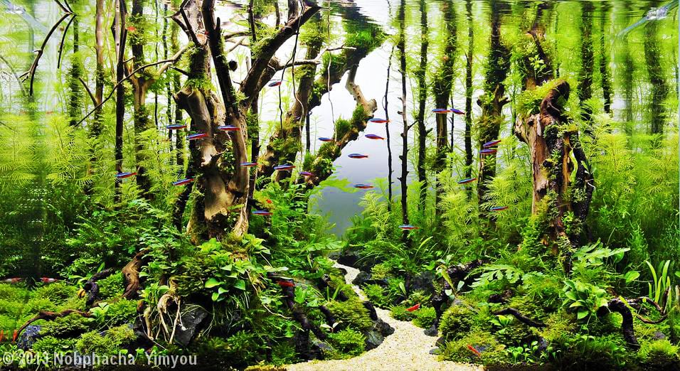 The Nature Aquarium - Aquascaping Styles