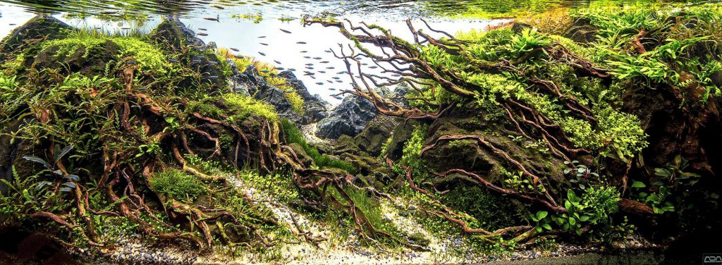 The Nature Aquarium Style in Aquascaping