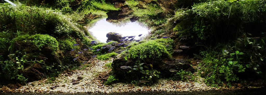 The Nature Aquarium - Aquascaping Styles