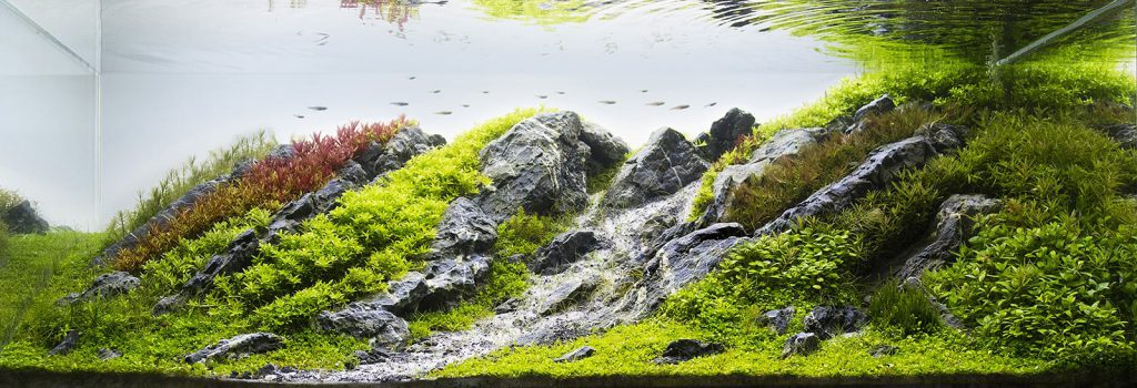 The Nature Aquarium - Aquascaping Styles