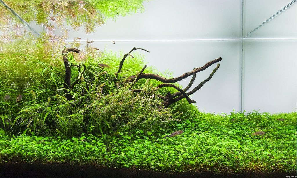 The Nature Aquarium - Aquascaping Styles